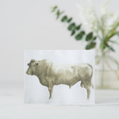 Islay Bull 2004 Postkarte (Stehend Vorderseite)