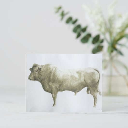 Islay Bull 2004 Postkarte (Stehend Vorderseite)