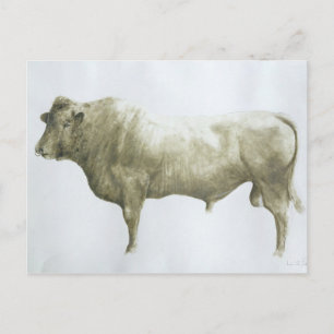 Islay Bull 2004 Postkarte