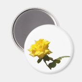 Isola Yellow rose Magnet (Vorderseite/Rückseite)