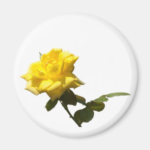Isola Yellow rose Magnet