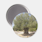Israel Olive Tree Magnet (Vorderseite/Rückseite)