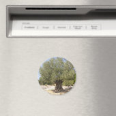 Israel Olive Tree Magnet (In Situ (Geschirrspüler))