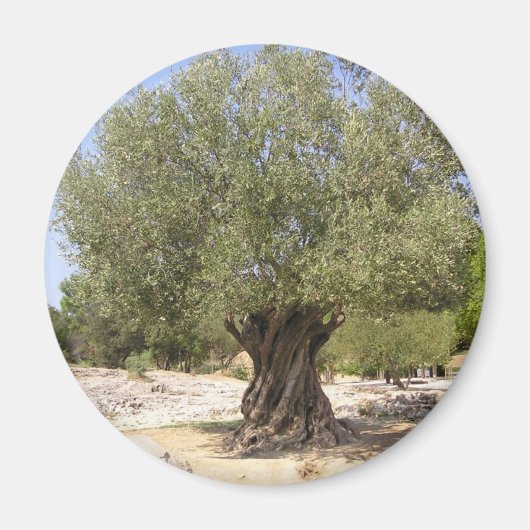Israel Olive Tree Magnet (Vorne)