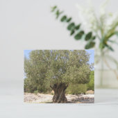 Israel Olive Tree Postkarte (Stehend Vorderseite)