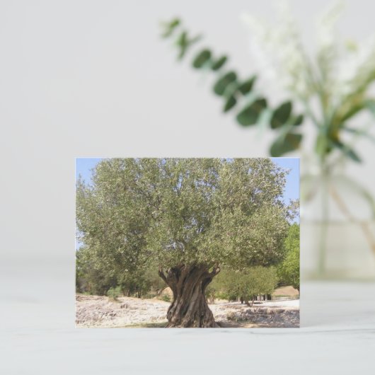 Israel Olive Tree Postkarte (Stehend Vorderseite)