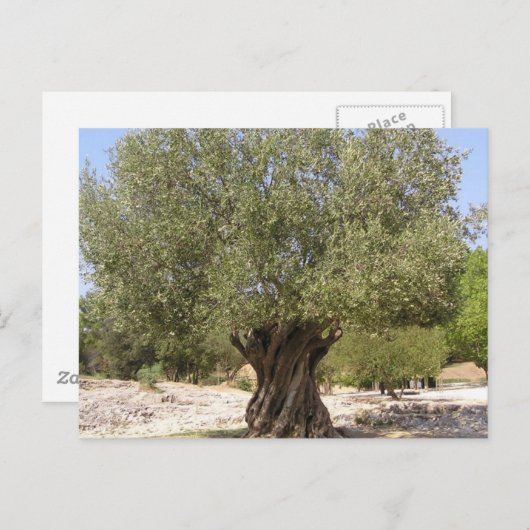 Israel Olive Tree Postkarte (Vorne/Hinten)