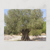 Israel Olive Tree Postkarte (Vorderseite)