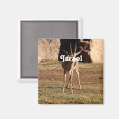 Israelische Gazelle Magnet (Vorderseite/Rückseite)