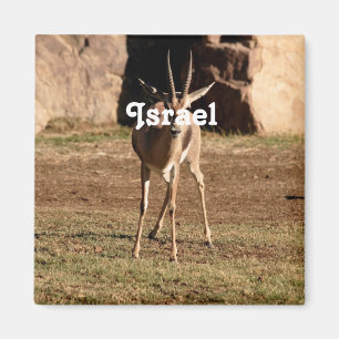 Israelische Gazelle Magnet