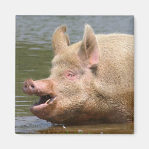 Iss das nicht!!! magnet