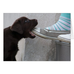 Iss meinen Schuh! Labrador Puppy