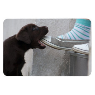 Iss meinen Schuh! Labrador Puppy Magnet