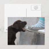 Iss meinen Schuh! Labrador Puppy Postkarte (Vorne/Hinten)