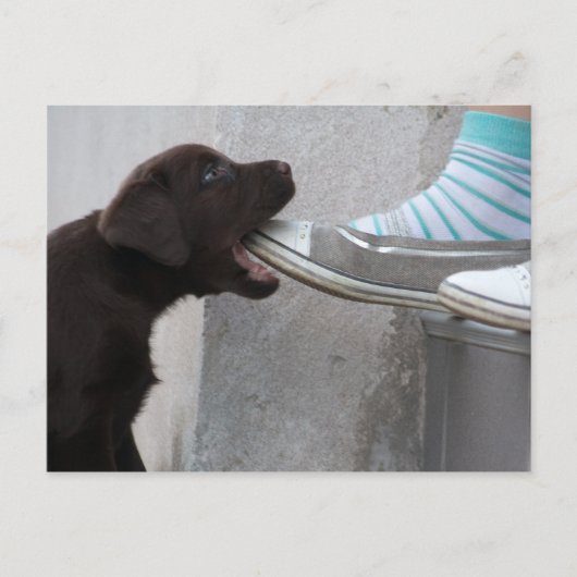 Iss meinen Schuh! Labrador Puppy Postkarte (Vorderseite)
