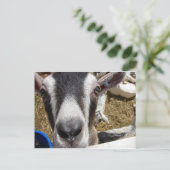 Ist das Kamerafutter? Postkarte (Stehend Vorderseite)
