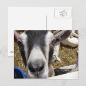 Ist das Kamerafutter? Postkarte (Vorne/Hinten)