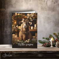 'ist die Jahreszeit Toggenburg-Ziege