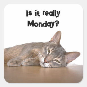 Ist es wirklich Montag? Funny Abyssinian Cat Meme Quadratischer Aufkleber