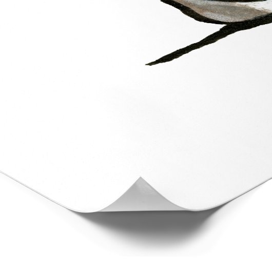 Italian Greyhound Trio Poster (Ecke)