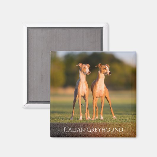 Italian Greyhounds Magnet (Vorderseite/Rückseite)