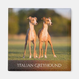 Italian Greyhounds Magnet