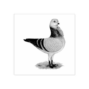 Italian Owl Grizzle Taube Gummistempel