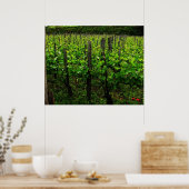 ITALIAN VINEYARD POSTER (Küche)