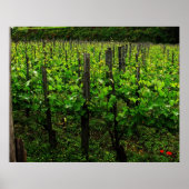 ITALIAN VINEYARD POSTER (Vorne)