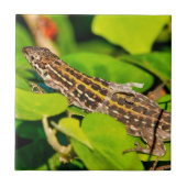 Italian wall lizard fliese (Vorderseite)