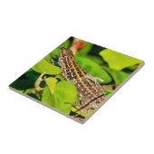 Italian wall lizard fliese (Seite)