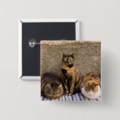 Italien, Cinque Terre, Vernazza. Drei Katzen Button (Vorne & Hinten)