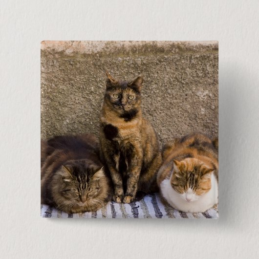 Italien, Cinque Terre, Vernazza. Drei Katzen Button (Vorderseite)