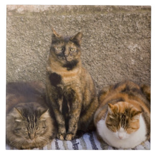 Italien, Cinque Terre, Vernazza. Drei Katzen Fliese