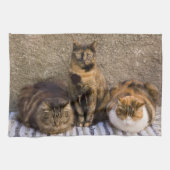 Italien, Cinque Terre, Vernazza. Drei Katzen Handtuch (Horizontal)