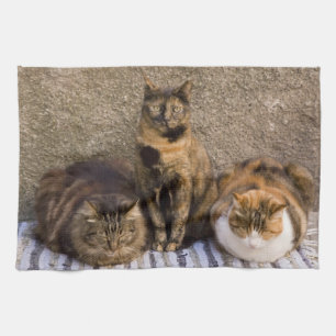 Italien, Cinque Terre, Vernazza. Drei Katzen Handtuch