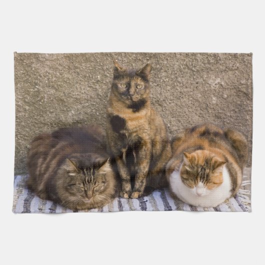 Italien, Cinque Terre, Vernazza. Drei Katzen Handtuch (Horizontal)