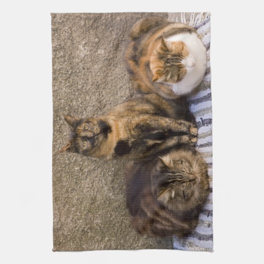 Italien, Cinque Terre, Vernazza. Drei Katzen Handtuch (Vertikal)