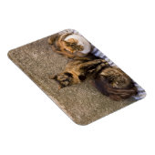 Italien, Cinque Terre, Vernazza. Drei Katzen Magnet (Rechte Seite)