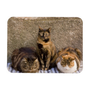 Italien, Cinque Terre, Vernazza. Drei Katzen Magnet