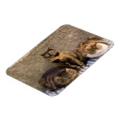 Italien, Cinque Terre, Vernazza. Drei Katzen Magnet (Linke Seite)