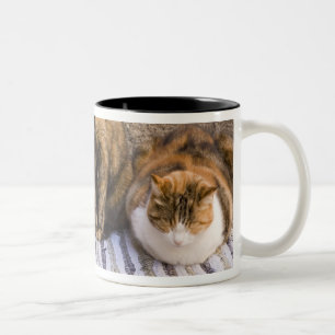 Italien, Cinque Terre, Vernazza. Drei Katzen Zweifarbige Tasse