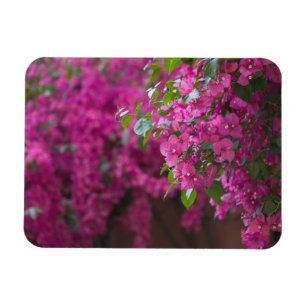 Italien, Sizilien, Cefalu, Blumenreicher Hof von Magnet