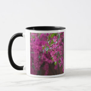 Italien, Sizilien, Cefalu, Blumenreicher Hof von Tasse