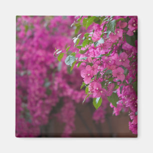 Italien, Sizilien, Cefalu, Hof Flower von Magnet