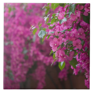 Italien, Sizilien, Cefalu, Hof von Flower Fliese