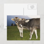 Italien, Südtirol Postkarte (Vorne/Hinten)