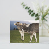 Italien, Südtirol Postkarte (Stehend Vorderseite)