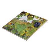 Italien - Toskana Bauernhof durch Fliese (Seite)