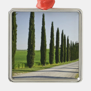 Italien, Toskana. Cypress-Bäume-Linie Richtung Silbernes Ornament